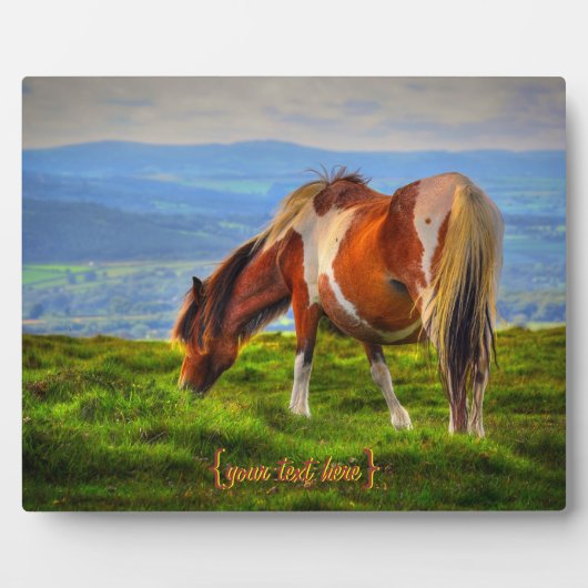 Neues Blut in Dartmoor Fotoplatte (Vorderseite)