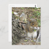 neues Eichhörnchen, das einen leckeren Imbiss geni Postkarte (Vorne/Hinten)