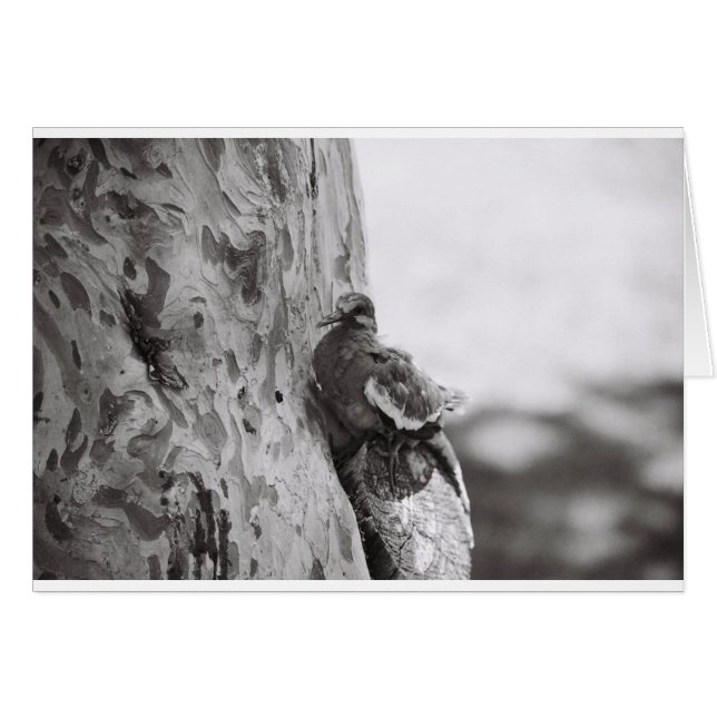 Neues Geboren (Vorderseite (Horizontal))