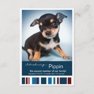 Neues Haustier-männliche blaue Streifen für Ankündigung