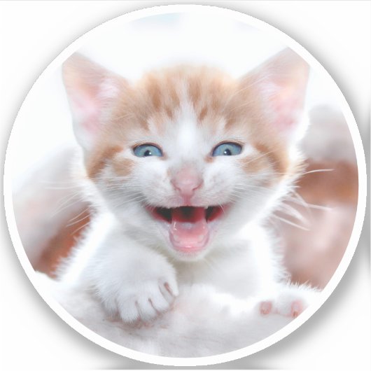 Neues Kitten Circle Shape-Foto Aufkleber (Vorderseite)
