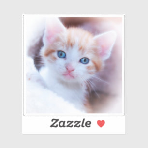 Neues Kitten Square Shape-Foto Aufkleber