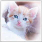 Neues Kitten Square Shape-Foto Aufkleber (Vorderseite)