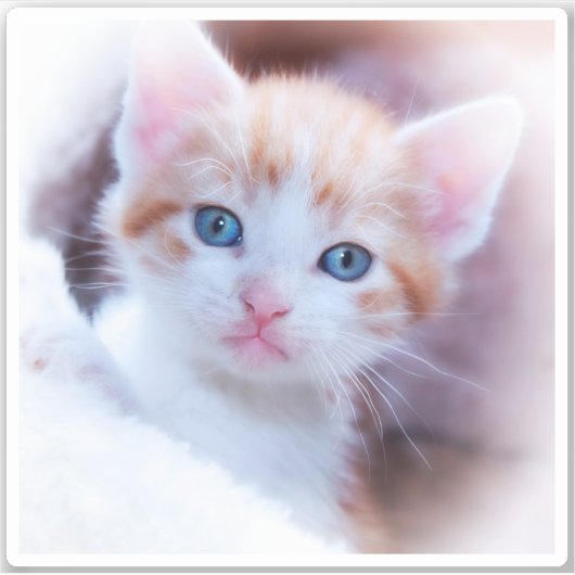 Neues Kitten Square Shape-Foto Aufkleber (Vorderseite)