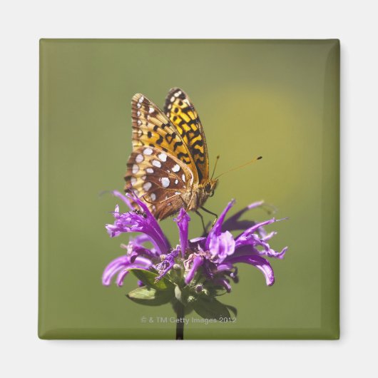 neues Mexiko, USA Magnet (Vorne)