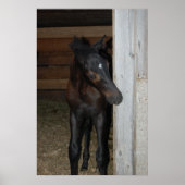 Neues Pferd Poster (Vorne)