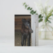 Neues Pferd Postkarte (Stehend Vorderseite)