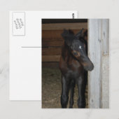 Neues Pferd Postkarte (Vorne/Hinten)