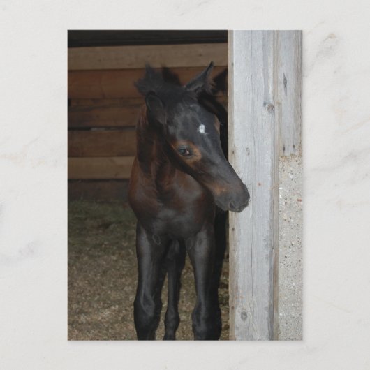 Neues Pferd Postkarte (Vorderseite)