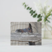 Neues Pferd Postkarte (Stehend Vorderseite)