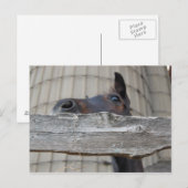 Neues Pferd Postkarte (Vorne/Hinten)