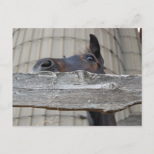 Neues Pferd Postkarte (Vorderseite)