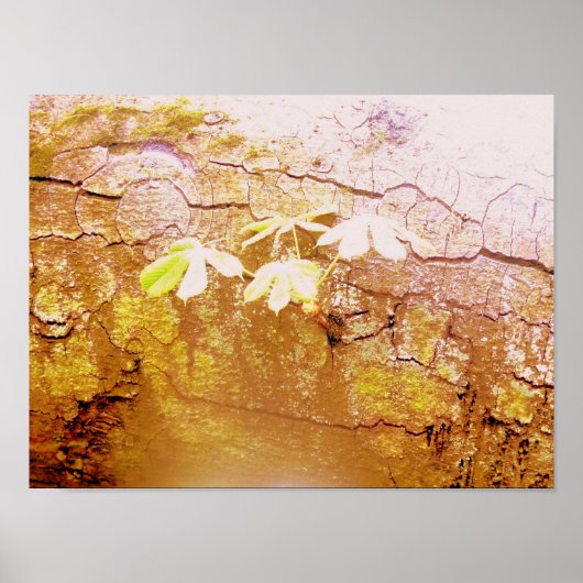 Neues Wachstum auf gefallenem Baumstamm Poster (Vorne)