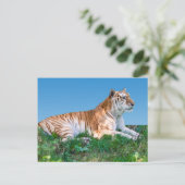 Neufassung der Tiger-Postkarte Postkarte (Stehend Vorderseite)
