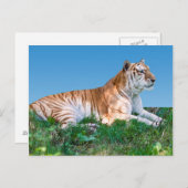 Neufassung der Tiger-Postkarte Postkarte (Vorne/Hinten)