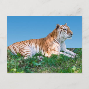 Neufassung der Tiger-Postkarte Postkarte