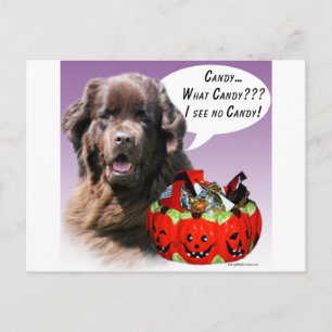 Neufundland (braun) Halloween Candy Postkarte