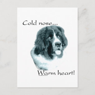 Neufundland Cold Nose Warmes Herz Postkarte