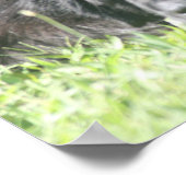 Neufundland Dog Foto Print Poster (Ecke)