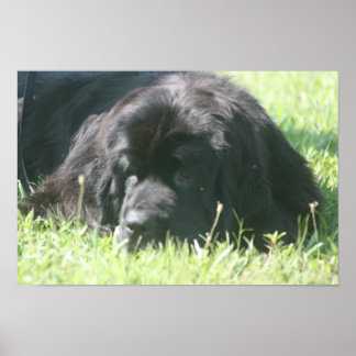Neufundland Dog Foto Print Poster