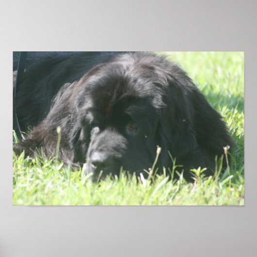 Neufundland Dog Foto Print Poster (Vorne)