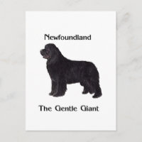 Neufundland-Hund der leichte Riese