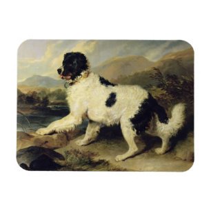 Neufundland Hund genannt Lion, 1824 (Öl auf Leinwa Magnet