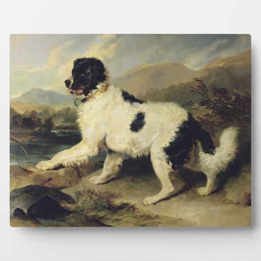 Neufundland Hund genannt Löwe, 1824 (Öl auf Leinwa Fotoplatte (Vorderseite)