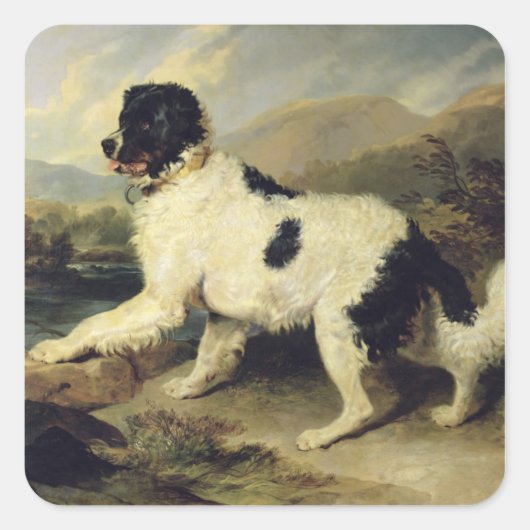 Neufundland Hund genannt Löwe, 1824 (Öl auf Leinwa Quadratischer Aufkleber (Vorderseite)