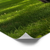 Neufundland Hund mit Frisbee Poster (Ecke)