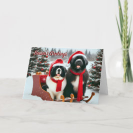 Neufundland Hunde in Sleigh Christmas Card Feiertagskarte