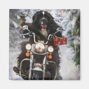 Neufundland Hunde reiten Motorrad Weihnachten Magnet