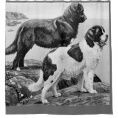 Neufundland-Hunde - Vintage Abbildung Duschvorhang (Vorderseite)
