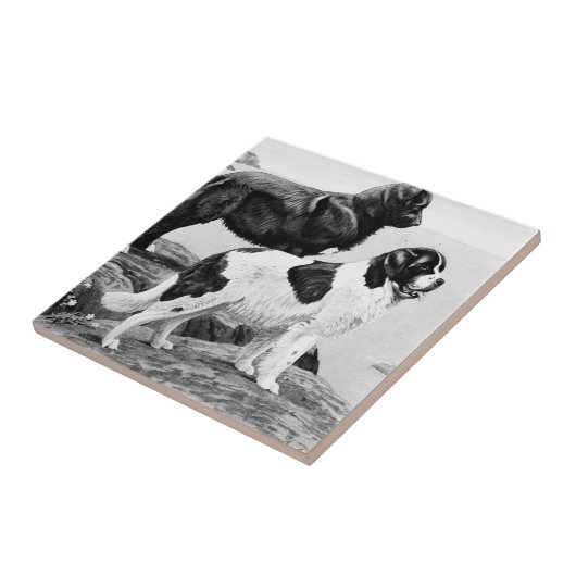 Neufundland-Hunde - Vintage Abbildung Fliese (Seite)