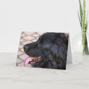 Neufundland-Hundegeburtstag Karte