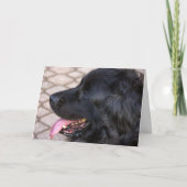 Neufundland-Hundegeburtstag Karte (Vorderseite)