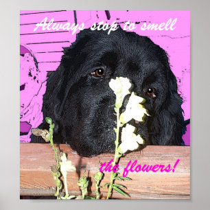 Neufundland-Hundeplakat-Geruch die tlowers Poster