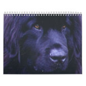 Neufundland-Kalender Kalender (Titelbild)