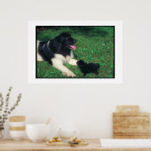 Neufundland Landseer & Welppy Poster (Küche)
