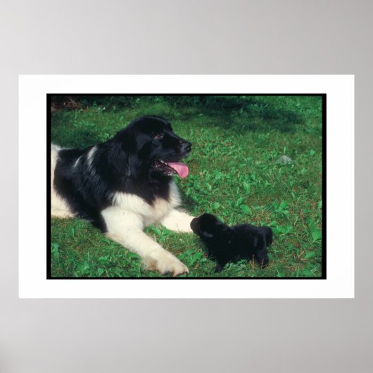 Neufundland Landseer & Welppy Poster (Vorne)