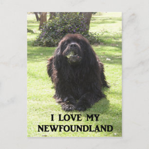 Neufundland Liebe w pic.png Postkarte