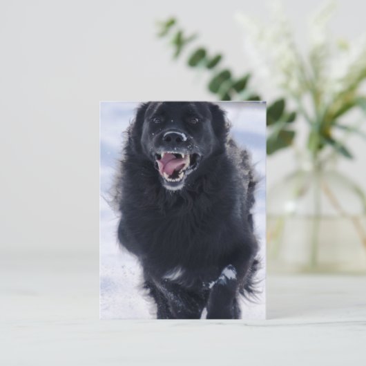 Neufundland mit Postkarte (Stehend Vorderseite)