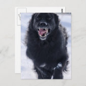 Neufundland mit Postkarte (Vorne/Hinten)