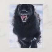 Neufundland mit Postkarte (Vorderseite)