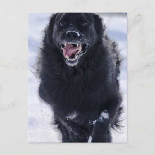 Neufundland mit Postkarte (Vorderseite)