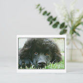 Neufundland Postkarte (Stehend Vorderseite)