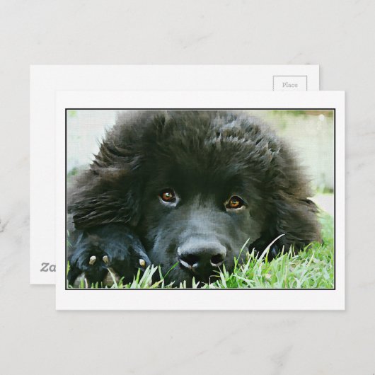 Neufundland Postkarte (Vorne/Hinten)