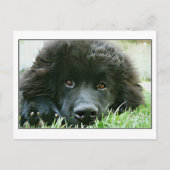 Neufundland Postkarte (Vorderseite)