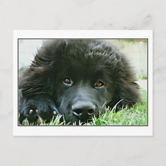 Neufundland Postkarte (Vorderseite)