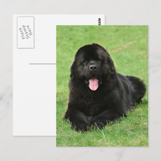 Neufundland Postkarte (Vorne/Hinten)